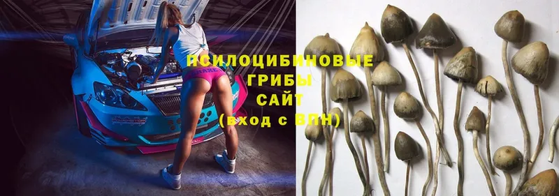 площадка состав  Агрыз  Псилоцибиновые грибы Psilocybe 